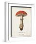 Mushroom Study II-Wild Apple Portfolio-Framed Art Print