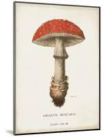 Mushroom Study II-Wild Apple Portfolio-Mounted Art Print