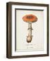 Mushroom Study III-Wild Apple Portfolio-Framed Art Print