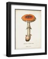 Mushroom Study III-Wild Apple Portfolio-Framed Art Print