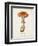 Mushroom Study III-Wild Apple Portfolio-Framed Art Print