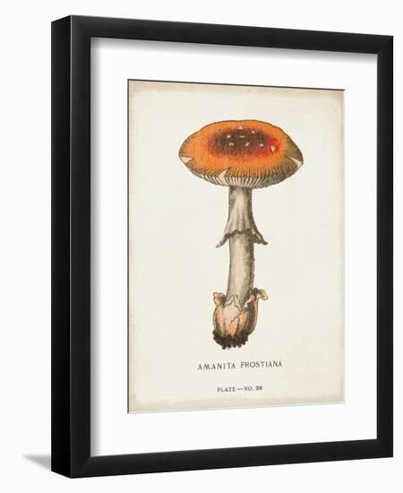 Mushroom Study III-Wild Apple Portfolio-Framed Art Print