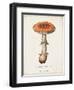 Mushroom Study III-Wild Apple Portfolio-Framed Art Print