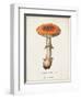 Mushroom Study III-Wild Apple Portfolio-Framed Art Print