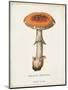Mushroom Study III-Wild Apple Portfolio-Mounted Art Print