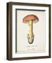 Mushroom Study IV-Wild Apple Portfolio-Framed Art Print