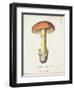 Mushroom Study IV-Wild Apple Portfolio-Framed Art Print