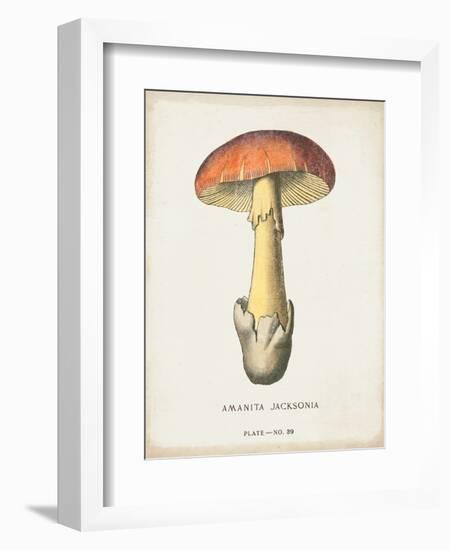 Mushroom Study IV-Wild Apple Portfolio-Framed Art Print