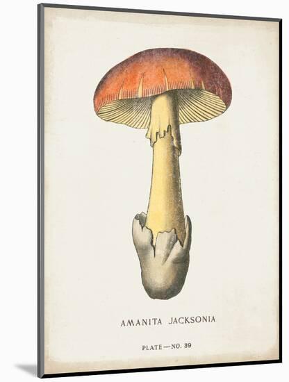 Mushroom Study IV-Wild Apple Portfolio-Mounted Art Print