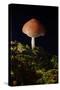 Mushroom-Gordon Semmens-Stretched Canvas