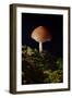 Mushroom-Gordon Semmens-Framed Photographic Print