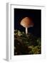 Mushroom-Gordon Semmens-Framed Photographic Print