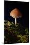 Mushroom-Gordon Semmens-Mounted Photographic Print