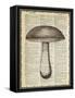 Mushroom-Erin Clark-Framed Stretched Canvas