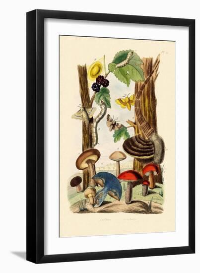 Mushrooms, 1833-39-null-Framed Giclee Print