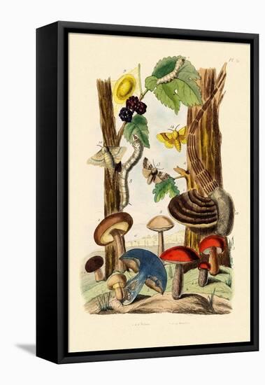 Mushrooms, 1833-39-null-Framed Stretched Canvas