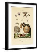 Mushrooms, 1833-39-null-Framed Giclee Print