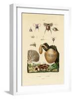 Mushrooms, 1833-39-null-Framed Giclee Print