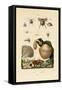 Mushrooms, 1833-39-null-Framed Stretched Canvas