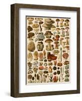 Mushrooms and Other Fungi-null-Framed Giclee Print