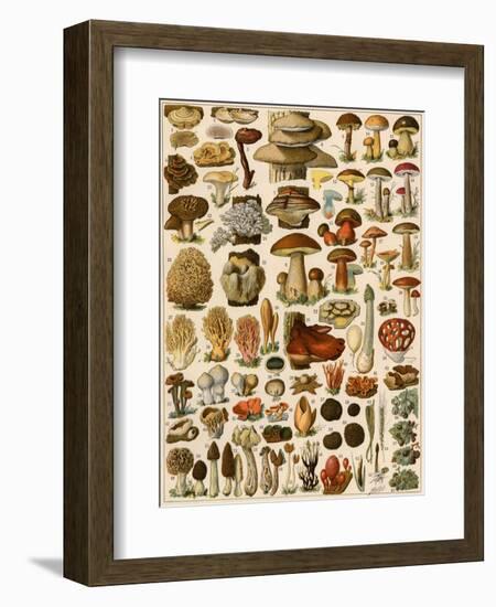 Mushrooms and Other Fungi-null-Framed Giclee Print