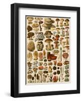 Mushrooms and Other Fungi-null-Framed Giclee Print