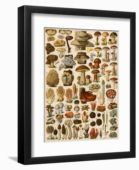 Mushrooms and Other Fungi-null-Framed Giclee Print