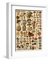Mushrooms and Other Fungi-null-Framed Giclee Print