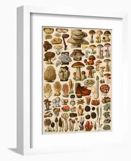 Mushrooms and Other Fungi-null-Framed Giclee Print