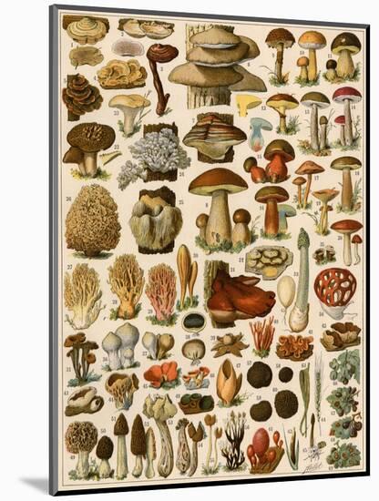 Mushrooms and Other Fungi-null-Mounted Giclee Print