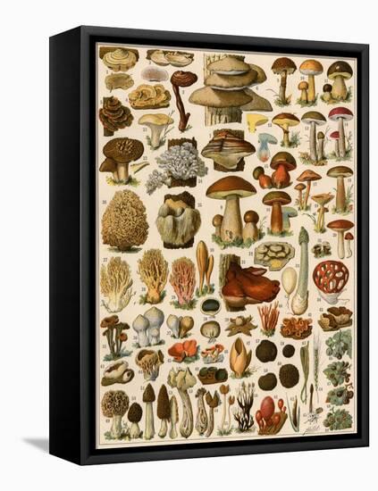 Mushrooms and Other Fungi-null-Framed Stretched Canvas