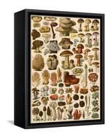 Mushrooms and Other Fungi-null-Framed Stretched Canvas