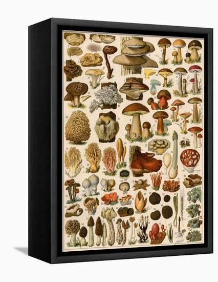 Mushrooms and Other Fungi-null-Framed Stretched Canvas