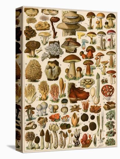 Mushrooms and Other Fungi-null-Stretched Canvas