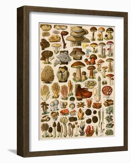 Mushrooms and Other Fungi-null-Framed Giclee Print