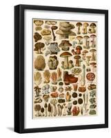 Mushrooms and Other Fungi-null-Framed Giclee Print