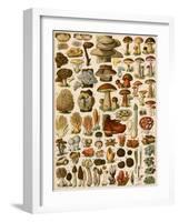 Mushrooms and Other Fungi-null-Framed Giclee Print