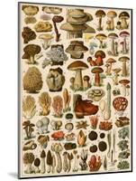 Mushrooms and Other Fungi-null-Mounted Giclee Print