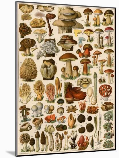Mushrooms and Other Fungi-null-Mounted Giclee Print