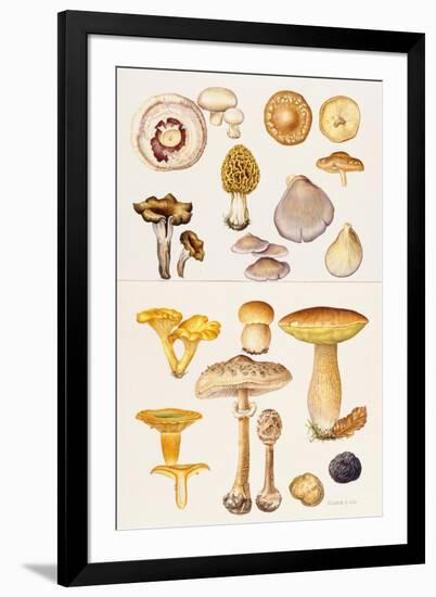 Mushrooms and Truffles-Elizabeth Rice-Framed Premium Giclee Print