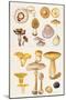 Mushrooms and Truffles-Elizabeth Rice-Mounted Premium Giclee Print