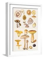 Mushrooms and Truffles-Elizabeth Rice-Framed Giclee Print