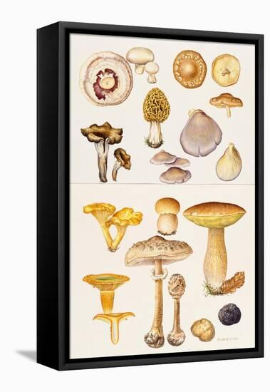 Mushrooms and Truffles-Elizabeth Rice-Framed Stretched Canvas