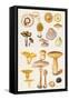 Mushrooms and Truffles-Elizabeth Rice-Framed Stretched Canvas