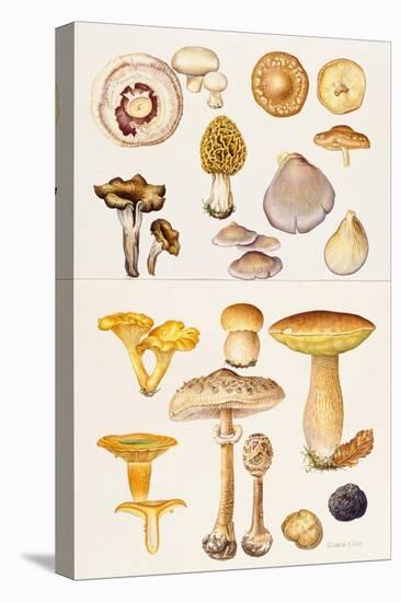 Mushrooms and Truffles-Elizabeth Rice-Stretched Canvas