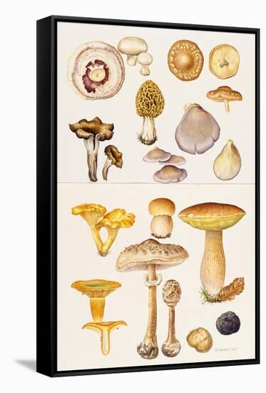 Mushrooms and Truffles-Elizabeth Rice-Framed Stretched Canvas