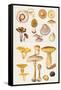 Mushrooms and Truffles-Elizabeth Rice-Framed Stretched Canvas