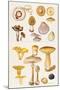 Mushrooms and Truffles-Elizabeth Rice-Mounted Giclee Print