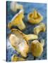 Mushrooms, Chanterelles, (Cantharellus Cibarius), Italy-Nico Tondini-Stretched Canvas