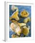 Mushrooms, Chanterelles, (Cantharellus Cibarius), Italy-Nico Tondini-Framed Premium Photographic Print